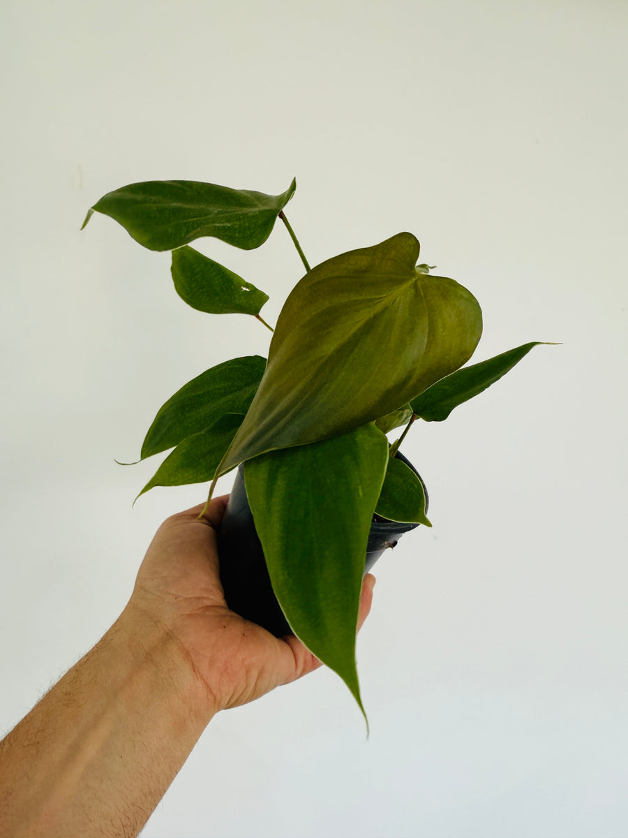 Philodendron Lynamii - Rare Aroid - 4