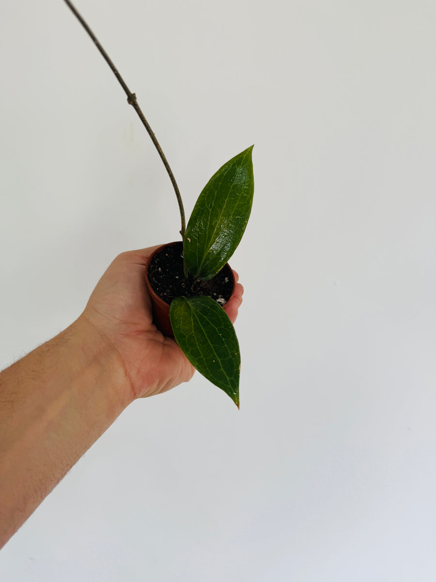 Hoya cv. Jennifer - 2