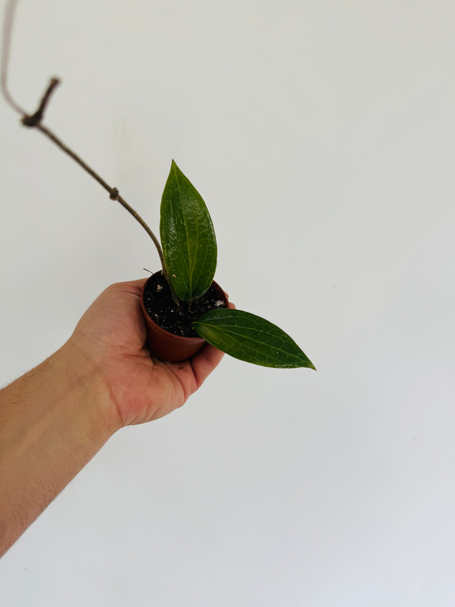 Hoya cv. Jennifer - 2