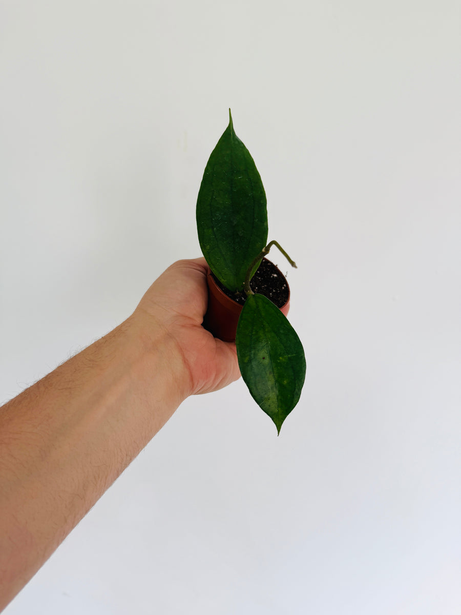 Hoya cv. Jennifer - 2