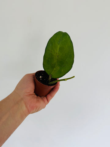 Hoya Patcharawalai 032 - Collector Hoya - 2