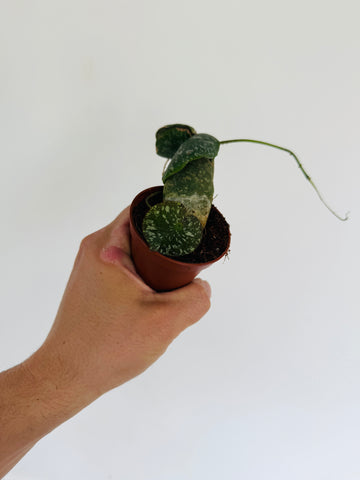 Hoya Imbricata - 2