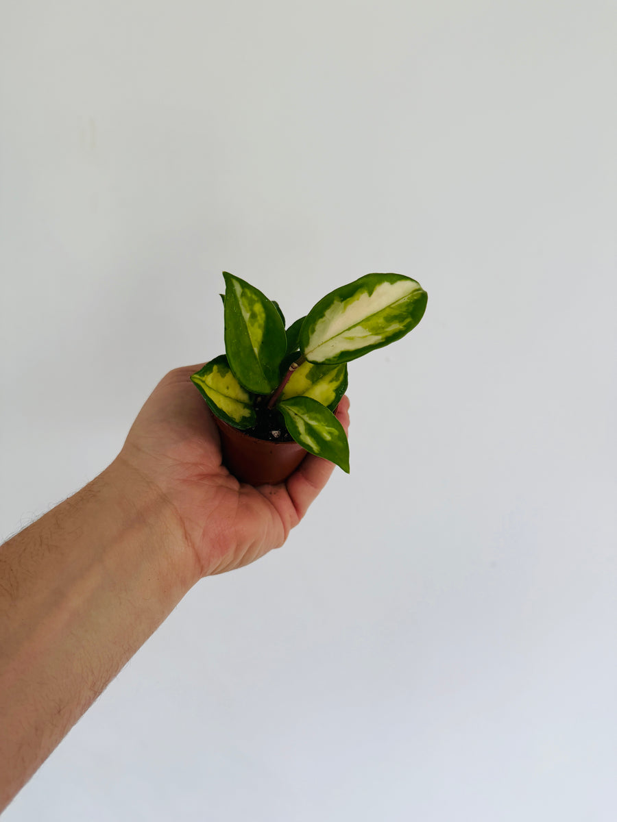 Hoya Carnosa ‘Medio-Picta’ - 2” Pot