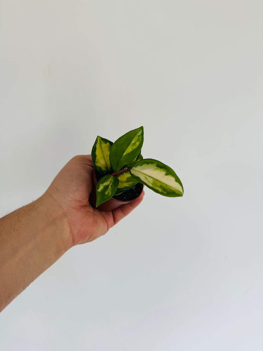 Hoya Carnosa ‘Medio-Picta’ - 2” Pot
