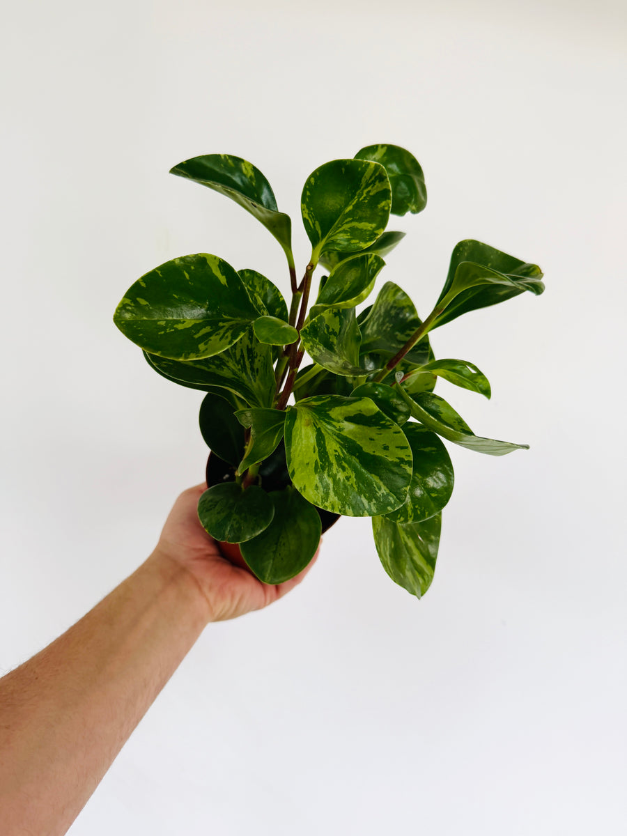 Peperomia Mojito - 4