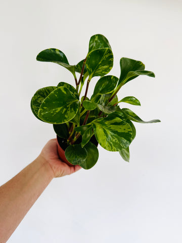 Peperomia Mojito - 4