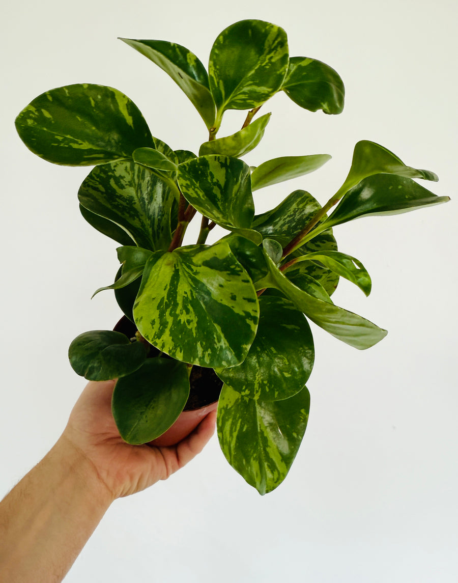 Peperomia Mojito - 4