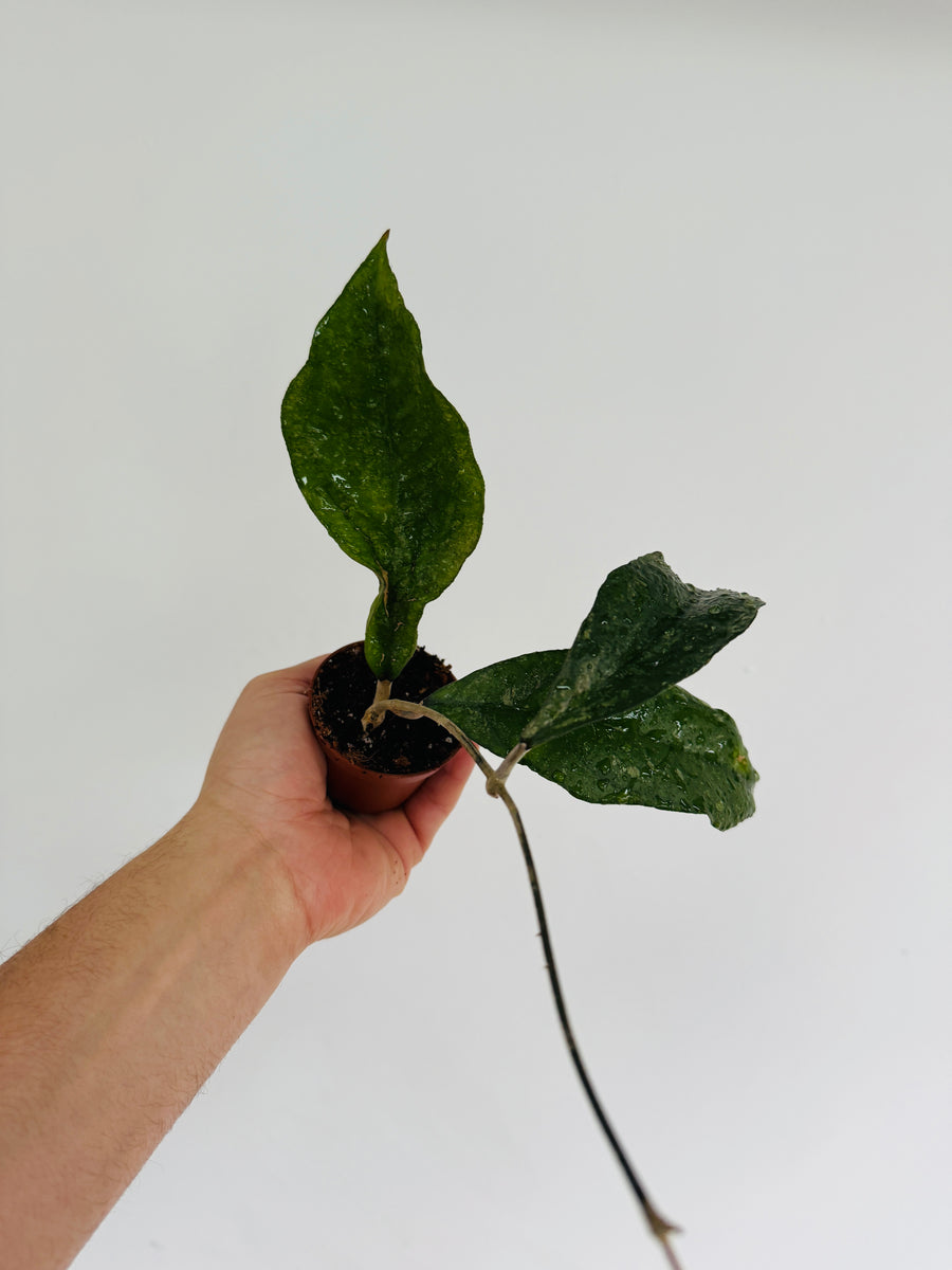 Hoya sp. Chicken Farm - 2” Pot