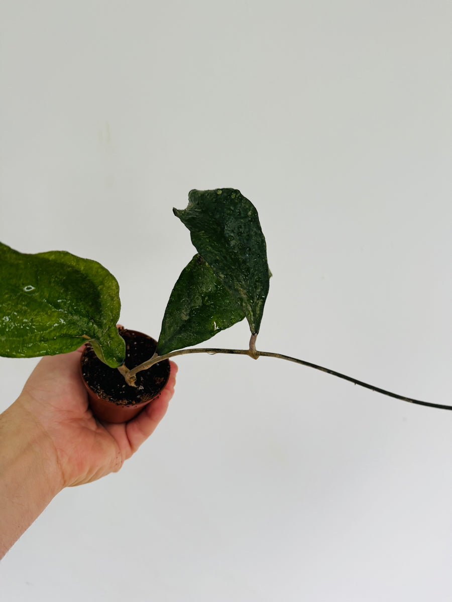 Hoya sp. Chicken Farm - 2” Pot