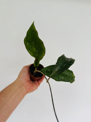Hoya sp. Chicken Farm - 2” Pot