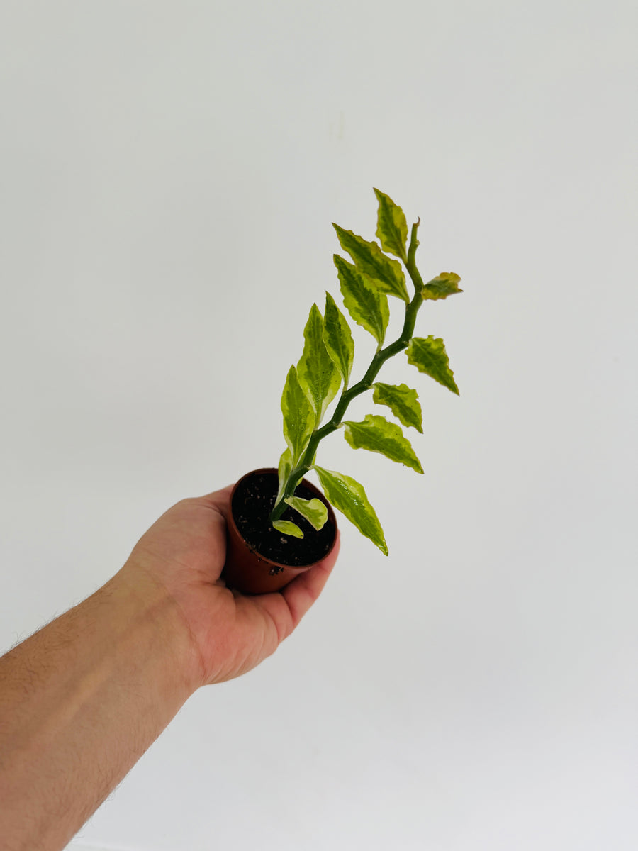 Euphorbia Pedilanthus 'Variegated' - Devil's Backbone - 2
