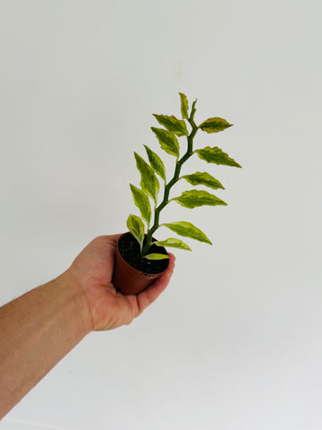 Euphorbia Pedilanthus 'Variegated' - Devil's Backbone - 2