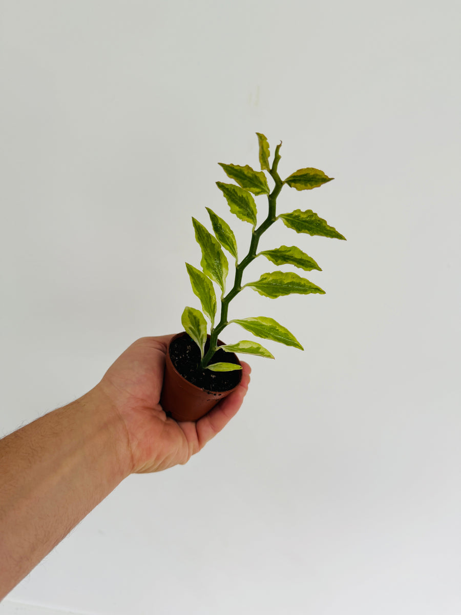 Euphorbia Pedilanthus 'Variegated' - Devil's Backbone - 2