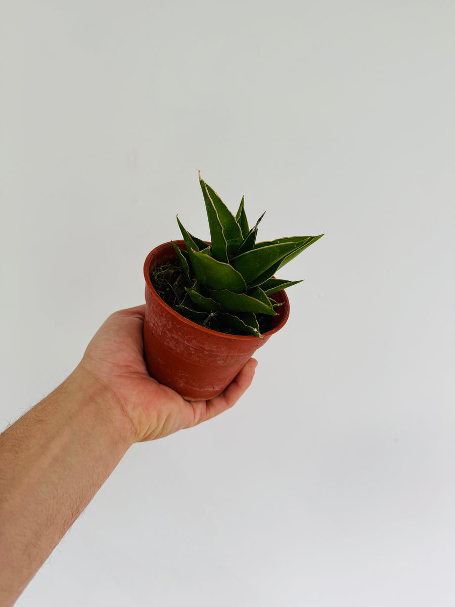sansevieria potted Sansevieria Green Tower