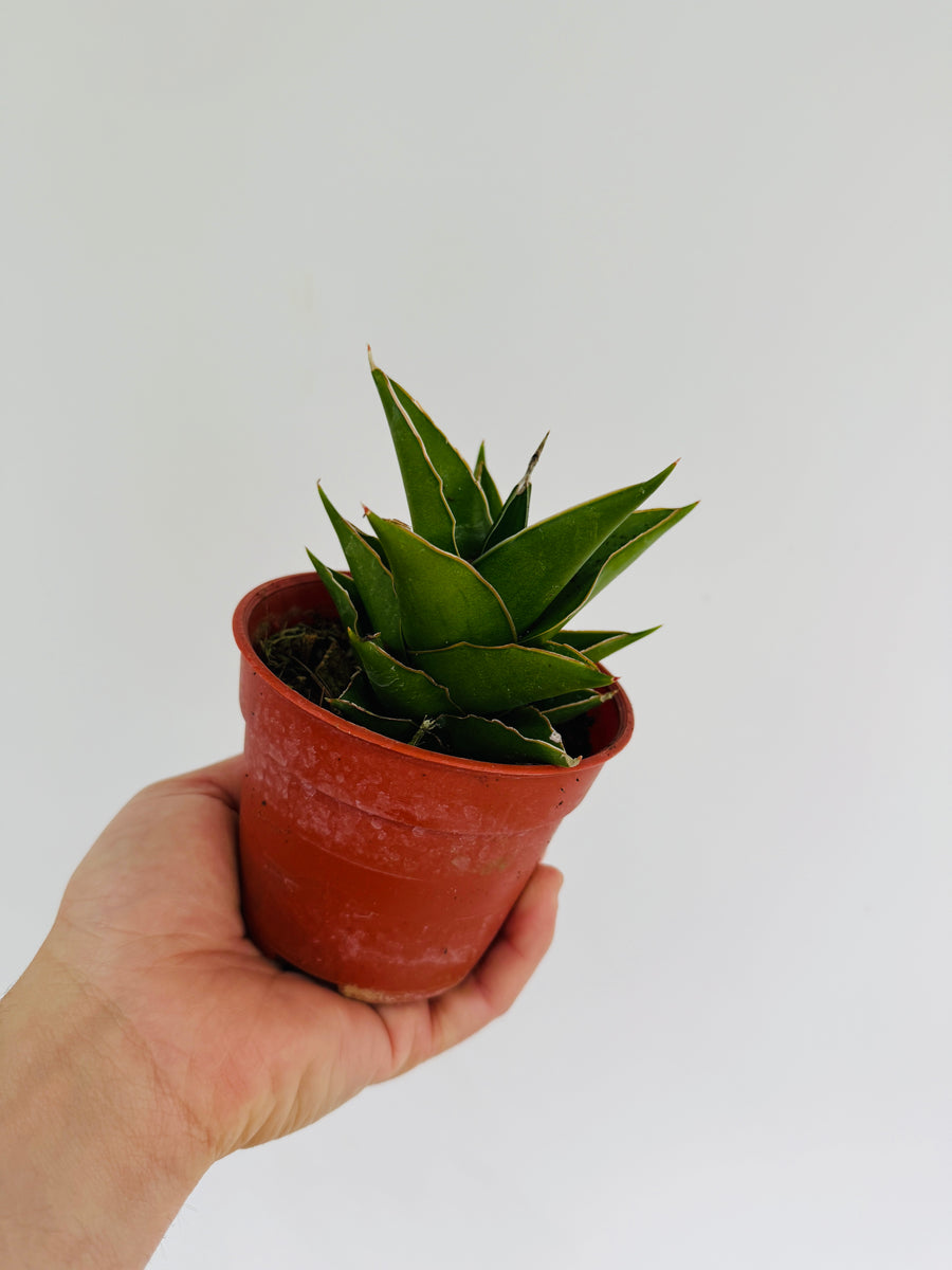 Sansevieria Green Tower - 4