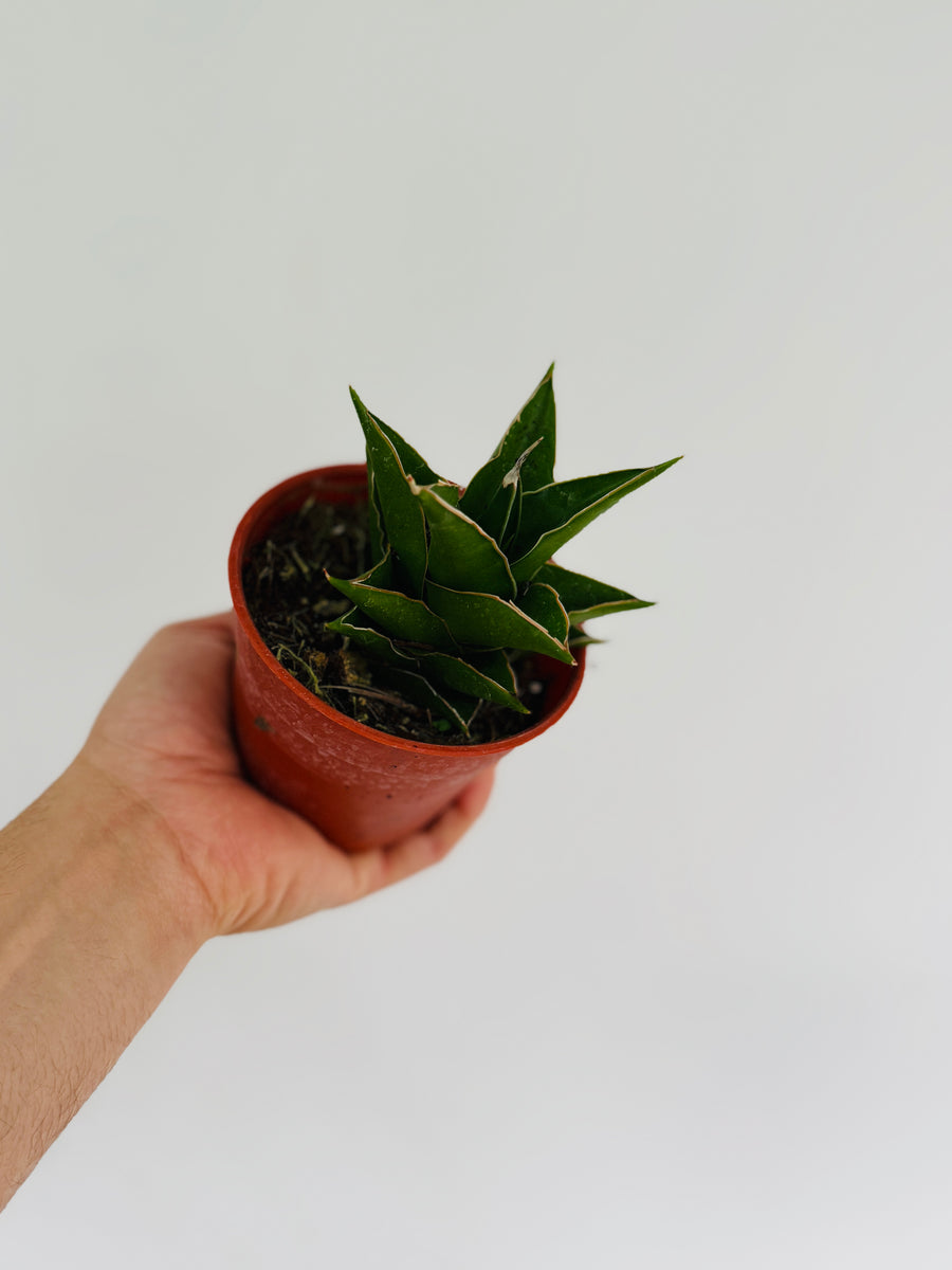 emerald snake plant Sansevieria Green Tower