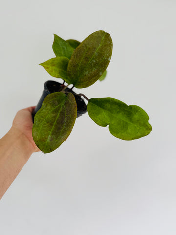 Hoya sp. Borneo 'Round Leaf' - 4” Pot