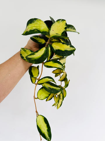 Hoya Acuta 'Variegated' - 4