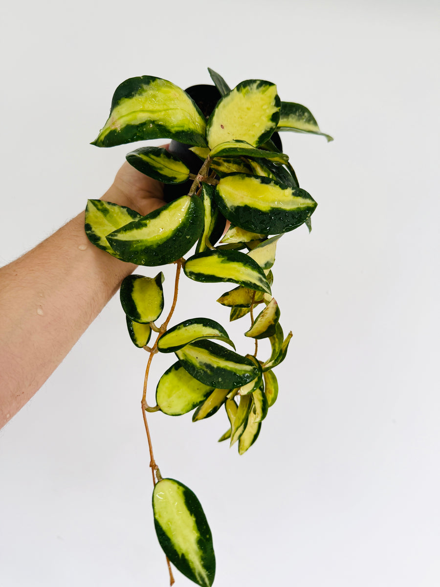 Hoya Acuta 'Variegated' - 4