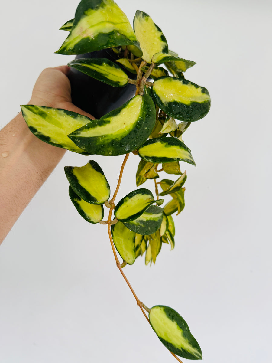 Hoya Acuta 'Variegated' - 4