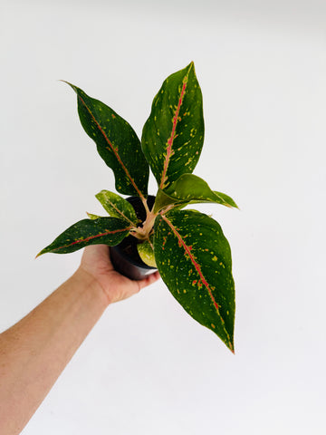 Aglaonema Diana Red - 4