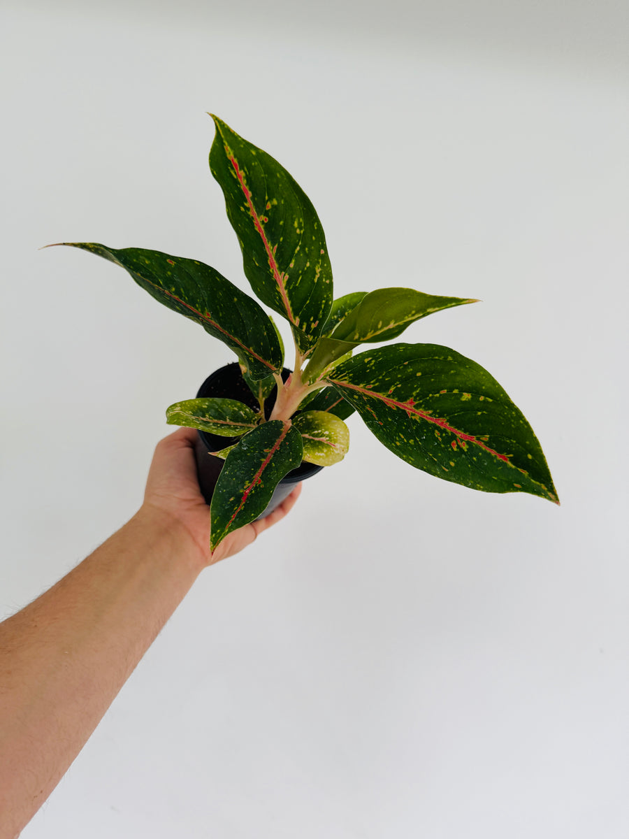Aglaonema Diana Red - 4