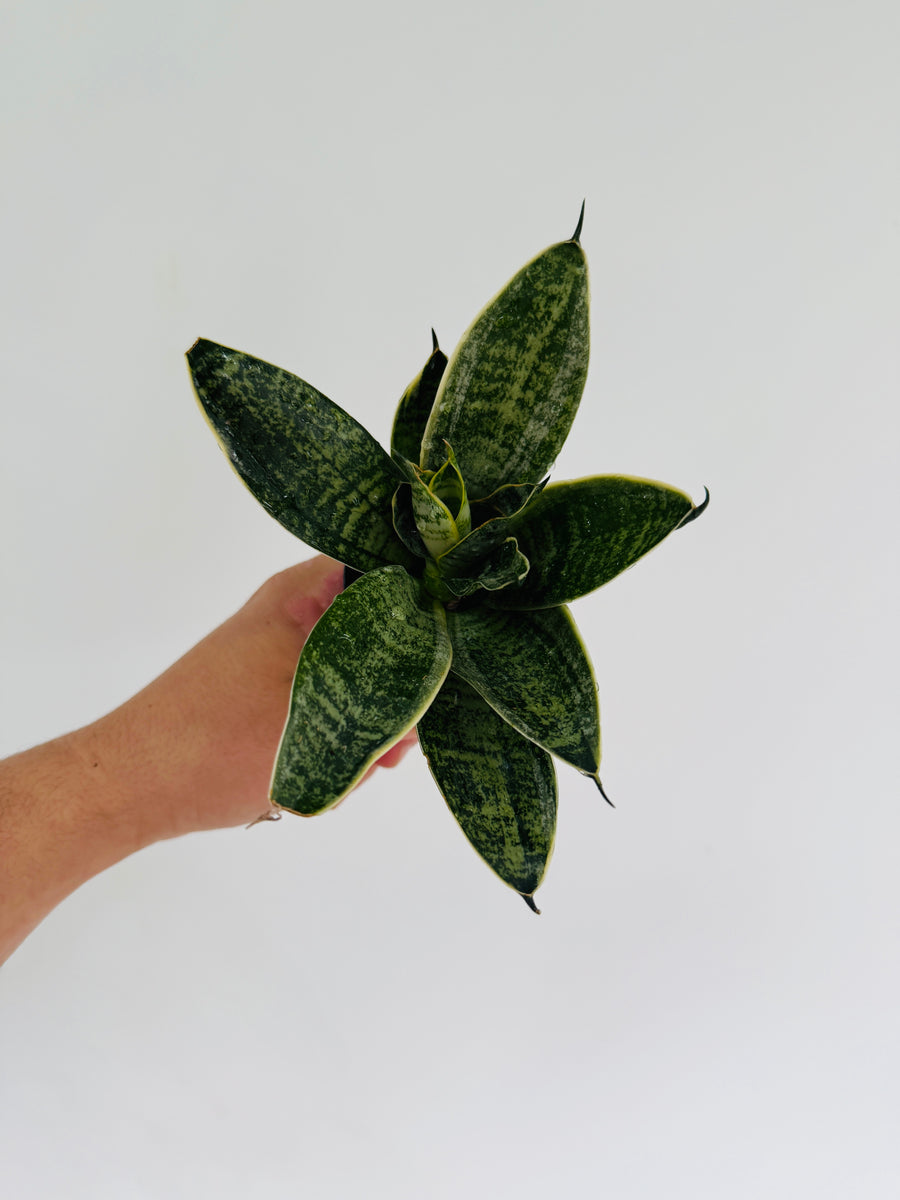 Sansevieria Misty Star - 2