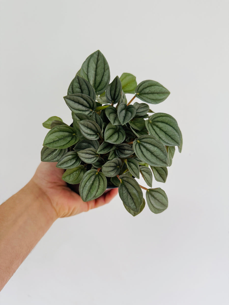 Peperomia Napoli Night - 4