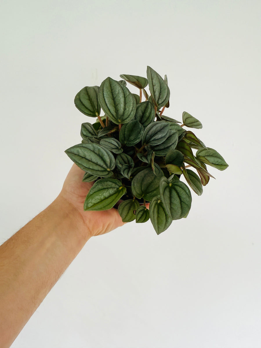 Peperomia Napoli Night - 4
