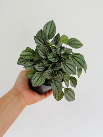 Peperomia Napoli Night - 4