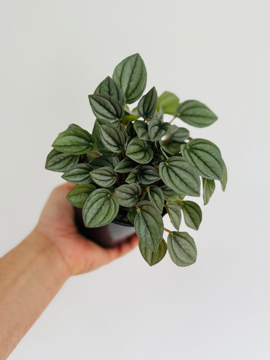 Peperomia Napoli Night - 4