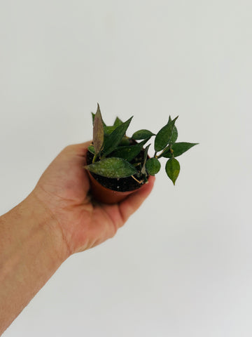 Hoya Lacunosa 'Langkawi Island' - 2