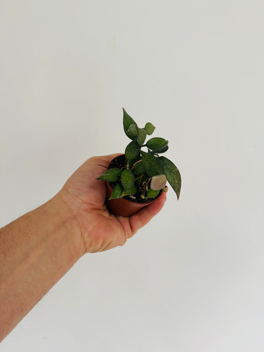 Hoya Lacunosa 'Langkawi Island' - 2