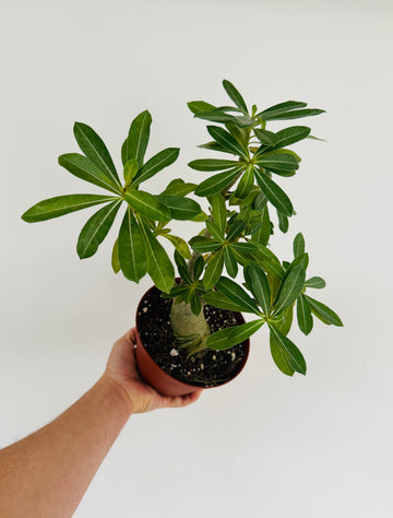 Desert Rose - Adenium Obesum  - 6