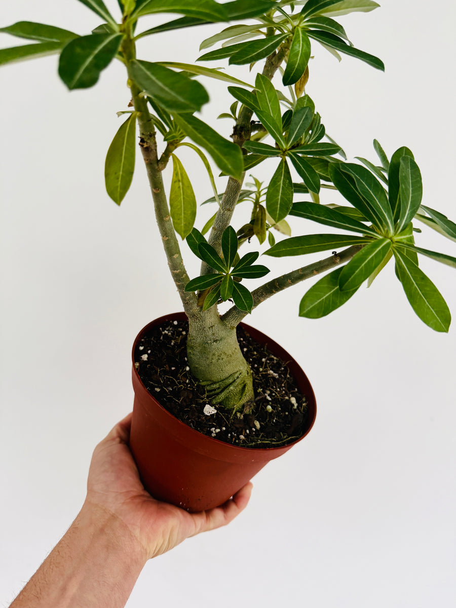 Desert Rose - Adenium Obesum  - 6