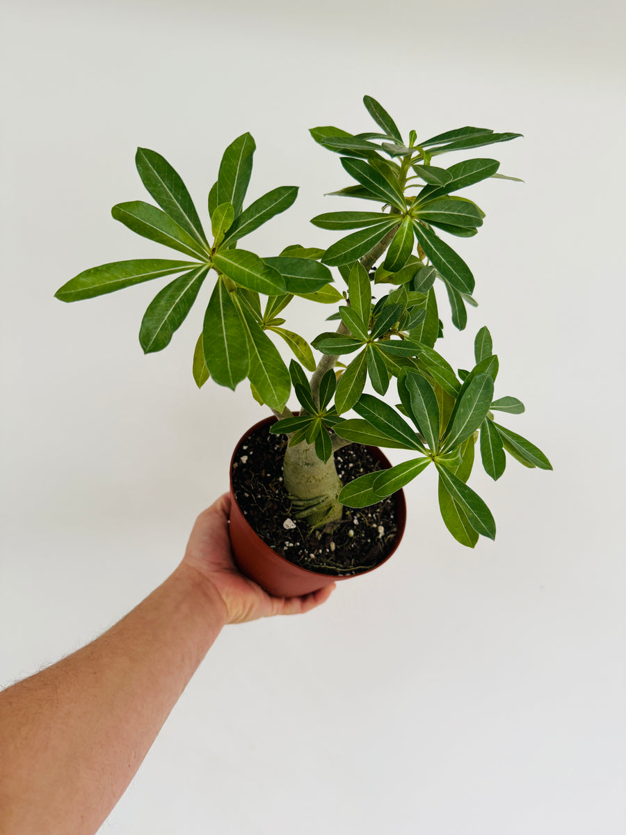 Desert Rose - Adenium Obesum  - 6