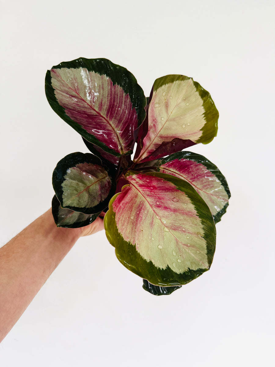 Calathea Bleeding Heart - Black Plants - 4