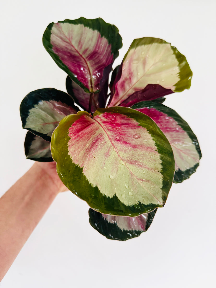 Calathea Bleeding Heart - Black Plants - 4
