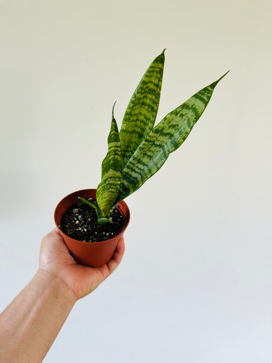 Sansevieria Zeylenica - Coral Snake Plant - 4
