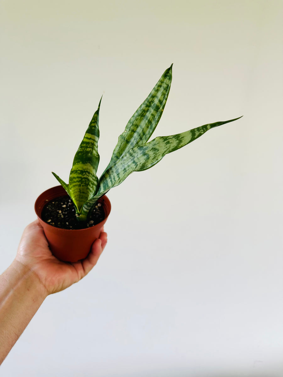 Sansevieria Zeylenica - Coral Snake Plant - 4