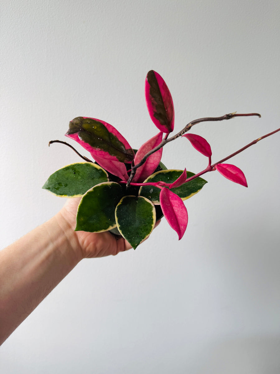 Hoya Flamingo Dream (Purple Pride) - New Carnosa Sport Variety - 4