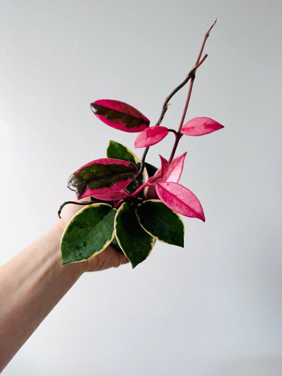 Hoya Flamingo Dream (Purple Pride) - New Carnosa Sport Variety - 4