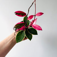 Hoya Flamingo Dream (Purple Pride) - New Carnosa Sport Variety - 4