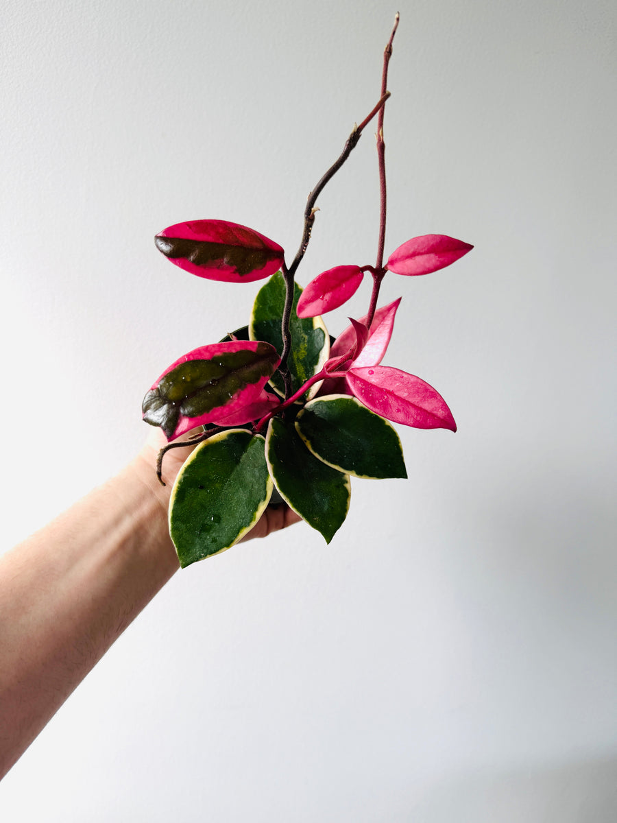 Hoya Flamingo Dream (Purple Pride) - New Carnosa Sport Variety - 4