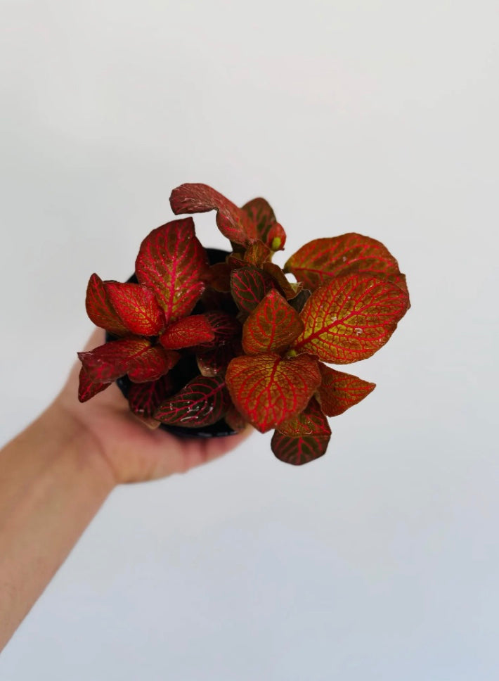 Fittonia Red Cloud- 4” Pot