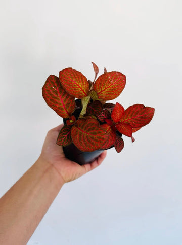 Fittonia Red Cloud- 4” Pot
