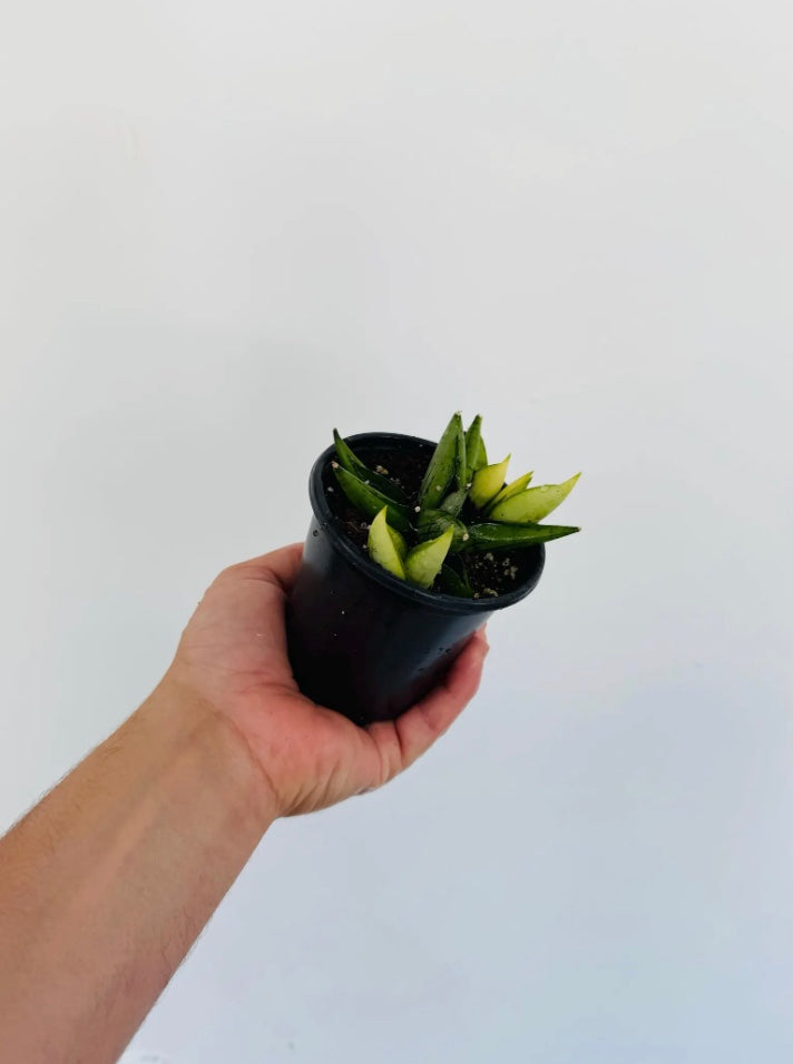 Sansevieria Boncel Variegated Mutation - 4