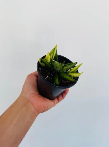 Sansevieria Boncel Variegated Mutation - 4