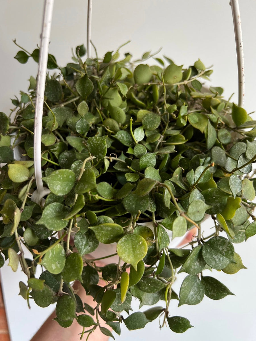 Hoya Curtsii - Full & Starting to Trail- 6