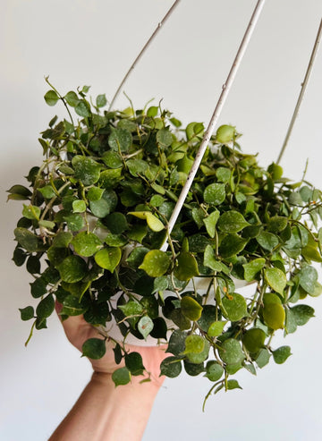 Hoya Curtsii - Full & Starting to Trail- 6